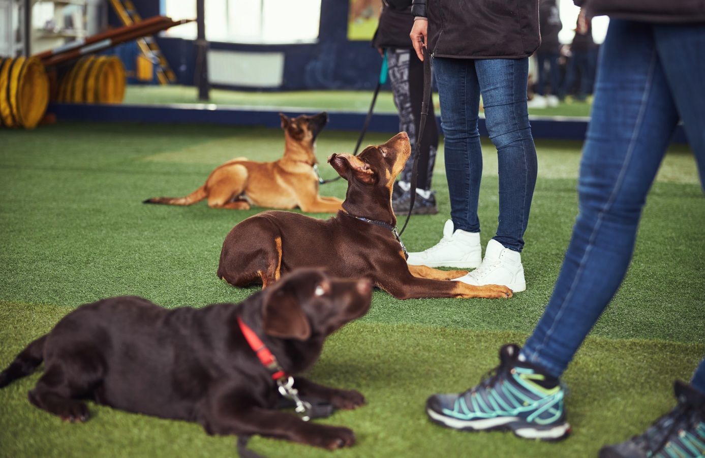 Dogs in a group obedience class paying attention to trainers indoors